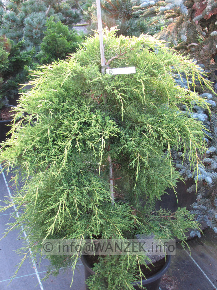 Juniperus chinensis Mordigan Aurea 1m.JPG